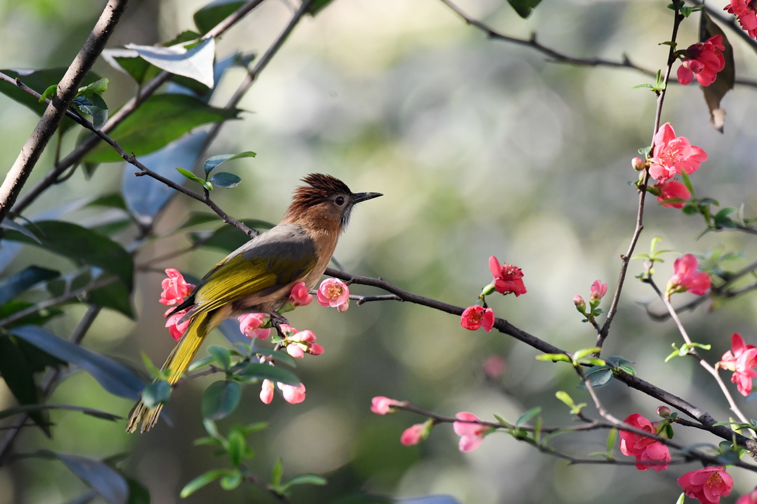 3月8日，在贵州省仁怀市盐津街道馨天地小区，一只小鸟在贴梗海棠枝头驻足。新华社发（陈勇摄）