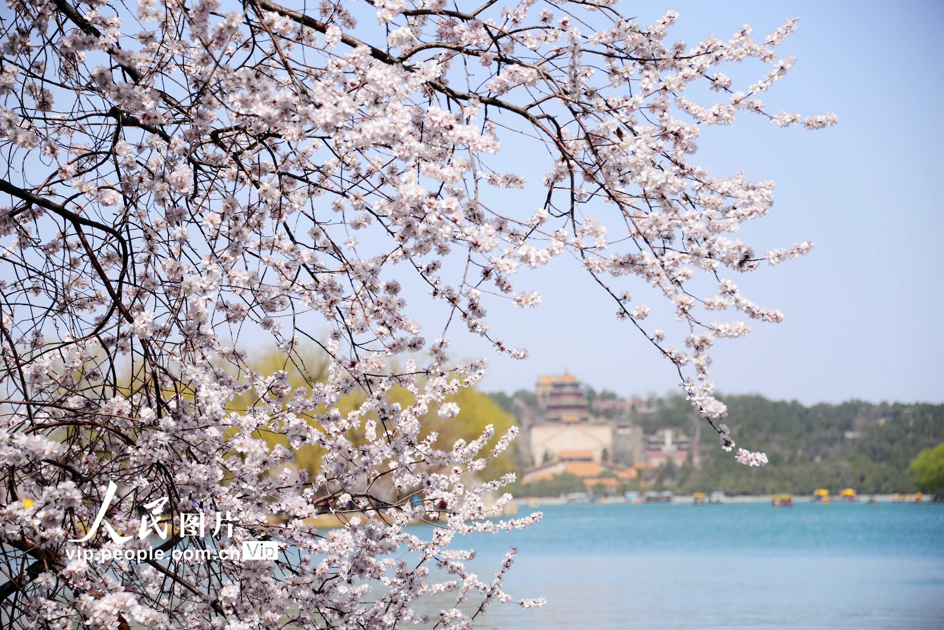 北京：颐和园春花烂漫【8】