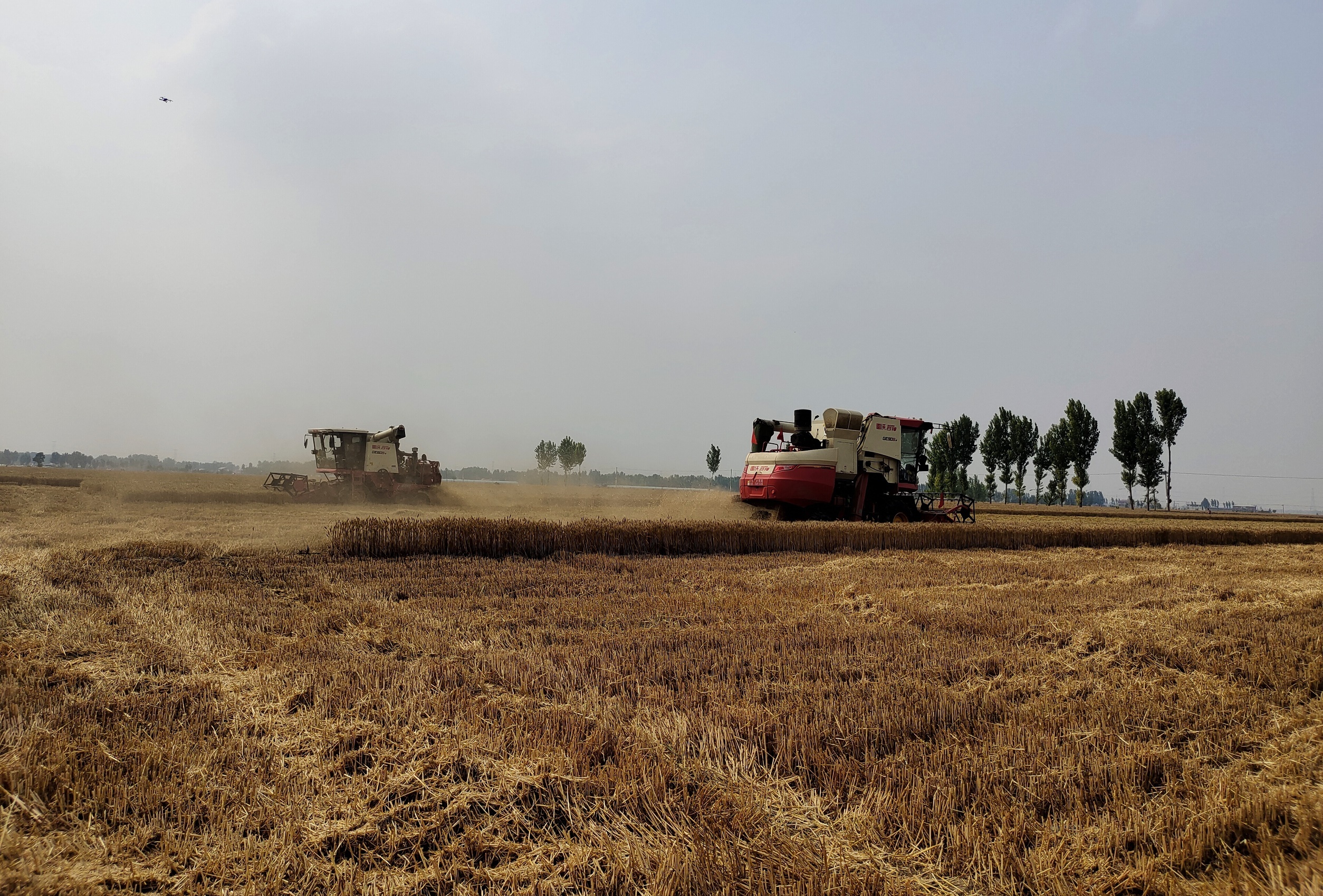 跨区作业农机在田间作业。李月英 摄